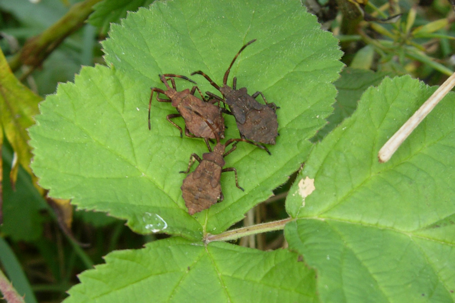 Piccoli Coreidae crescono